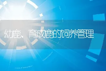 幼鹿、育成鹿的饲养管理