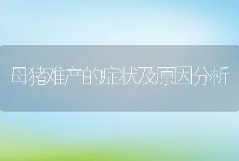 母猪难产的症状及原因分析