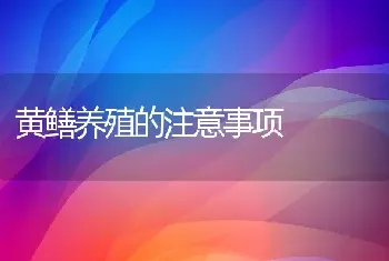 黄鳝养殖的注意事项