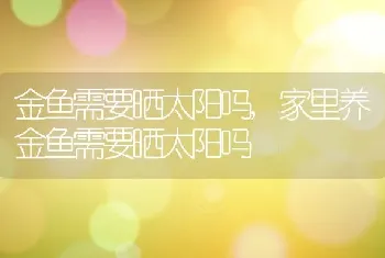 金鱼需要晒太阳吗，家里养金鱼需要晒太阳吗