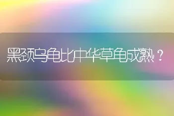 黑颈乌龟比中华草龟成熟？