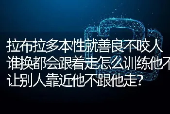 拉布拉多本性就善良不咬人谁换都会跟着走怎么训练他不让别人靠近他不跟他走？