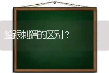 猹跟刺猬的区别？