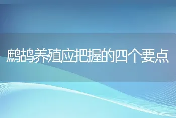 鹧鸪养殖应把握的四个要点