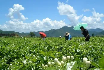 茉莉花烂根的原因及处理方法