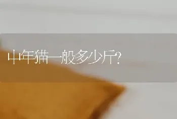 中年猫一般多少斤？