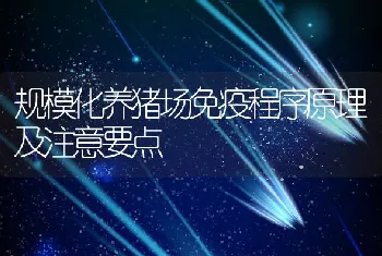 规模化养猪场免疫程序原理及注意要点