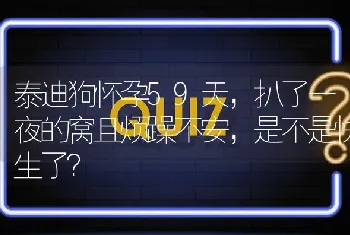 泰迪狗怀孕59天，扒了一夜的窝且烦躁不安，是不是快生了？