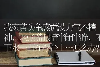 我家黄头龟感觉没力气不精神，老张嘴眼睛半闭半睁，不下水一直在浮台上…怎么办？昨天还好好的今天早？