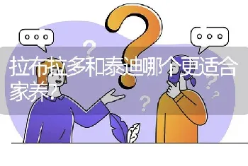 拉布拉多和泰迪哪个更适合家养？