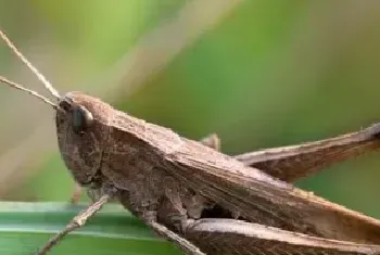 冬天如何饲养蝗虫：蝗虫在多少温度下生长速度快？