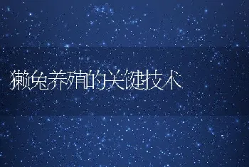 獭兔养殖的关键技术