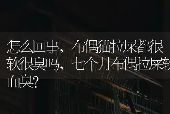 怎么回事，布偶猫拉屎都很软很臭吗，七个月布偶拉屎软而臭？