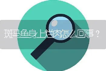 斑马鱼身上烂肉怎么回事？