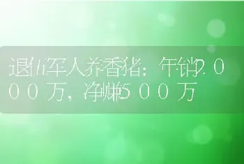 退伍军人养香猪：年销2000万，净赚500万