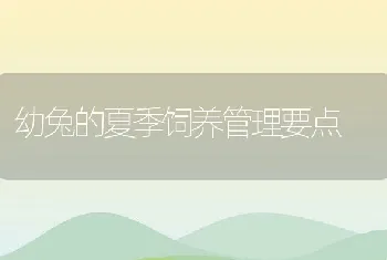 幼兔的夏季饲养管理要点