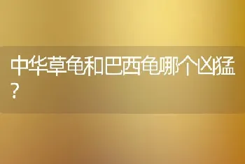 买卖乌龟要什么证件？