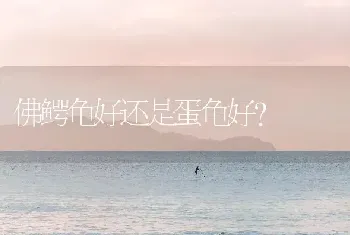 佛鳄龟好还是蛋龟好？