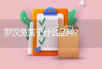 罗汉鱼属于什么品种？