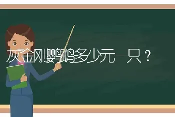 灰金刚鹦鹉多少元一只？