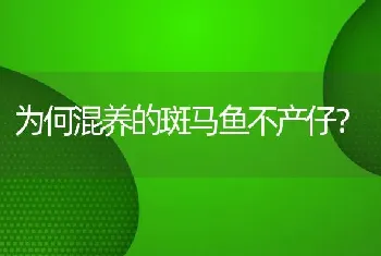 为何混养的斑马鱼不产仔？