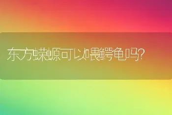 东方蝾螈可以喂鳄龟吗？