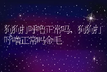 狗狗打呼噜正常吗，狗狗打呼噜正常吗金毛