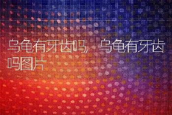 乌龟有牙齿吗，乌龟有牙齿吗图片