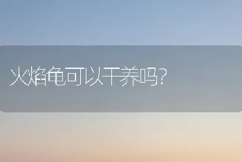 火焰龟可以干养吗？