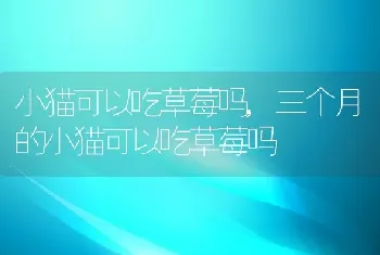 小猫可以吃草莓吗，三个月的小猫可以吃草莓吗