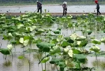 套养泥鳅池的改建