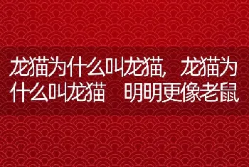 龙猫为什么叫龙猫，龙猫为什么叫龙猫 明明更像老鼠