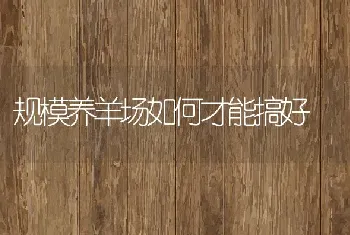 规模养羊场如何才能搞好