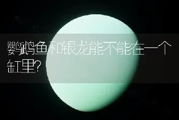 鹦鹉鱼和银龙能不能在一个缸里？