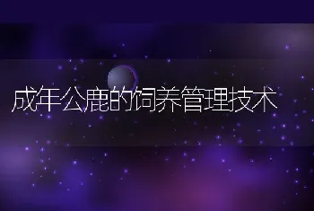 成年公鹿的饲养管理技术