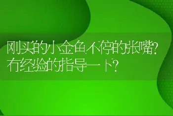 刚买的小金鱼不停的张嘴？有经验的指导一下？