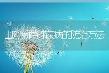 山鸡葡萄球菌病的防治方法