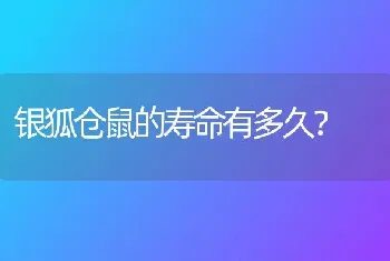 银狐仓鼠的寿命有多久？