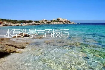 水草造景布置技巧