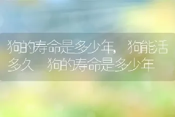 狗的寿命是多少年，狗能活多久 狗的寿命是多少年