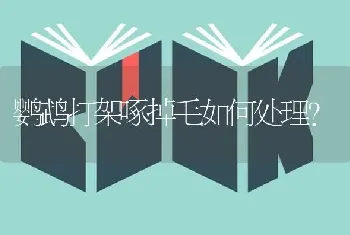 鹦鹉打架啄掉毛如何处理？