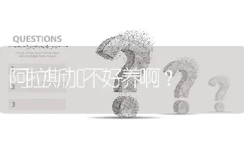 阿拉斯加不好养啊？