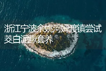 浙江宁波余姚河姆渡镇尝试茭白泥鳅套养