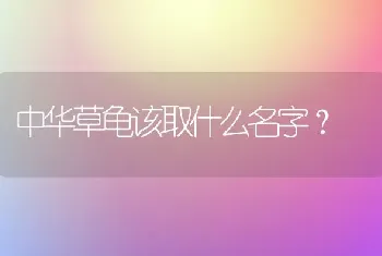 中华草龟该取什么名字？