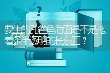 要生的孔雀鱼后面是不是拖着条半透明的长东西？