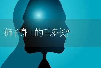 狮子身上的毛多长？