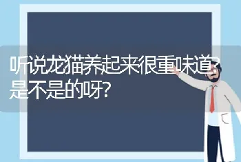 鞋店老板捡到一条“边牧”忙着帮它寻主人？