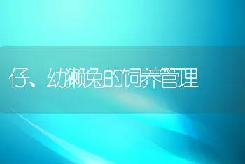 仔、幼獭兔的饲养管理