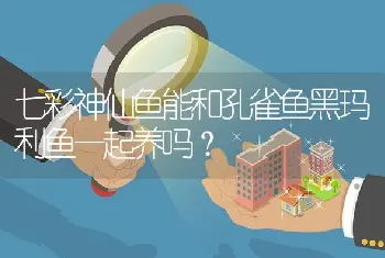 七彩神仙鱼能和孔雀鱼黑玛利鱼一起养吗？