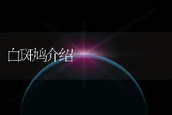 白斑鸠介绍